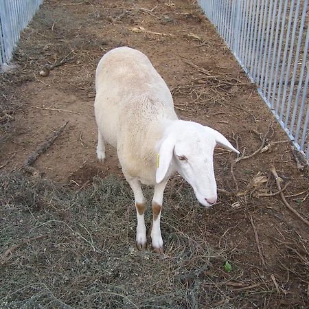 Centro De Agroecologia Y Medio Ambiente De Murcia 부야스 외부 사진